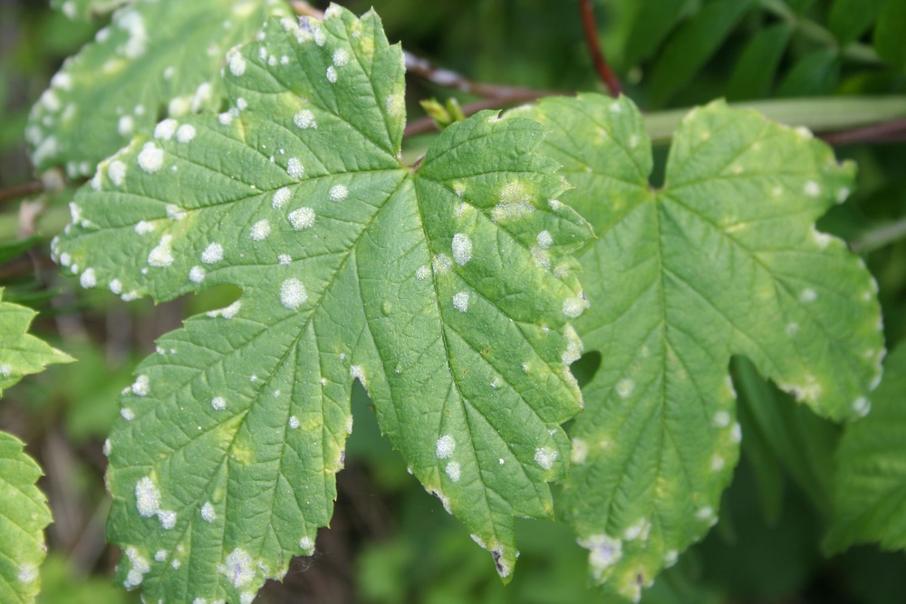 How To Treat Mold On Squash Plants At Maureen Oehler Blog