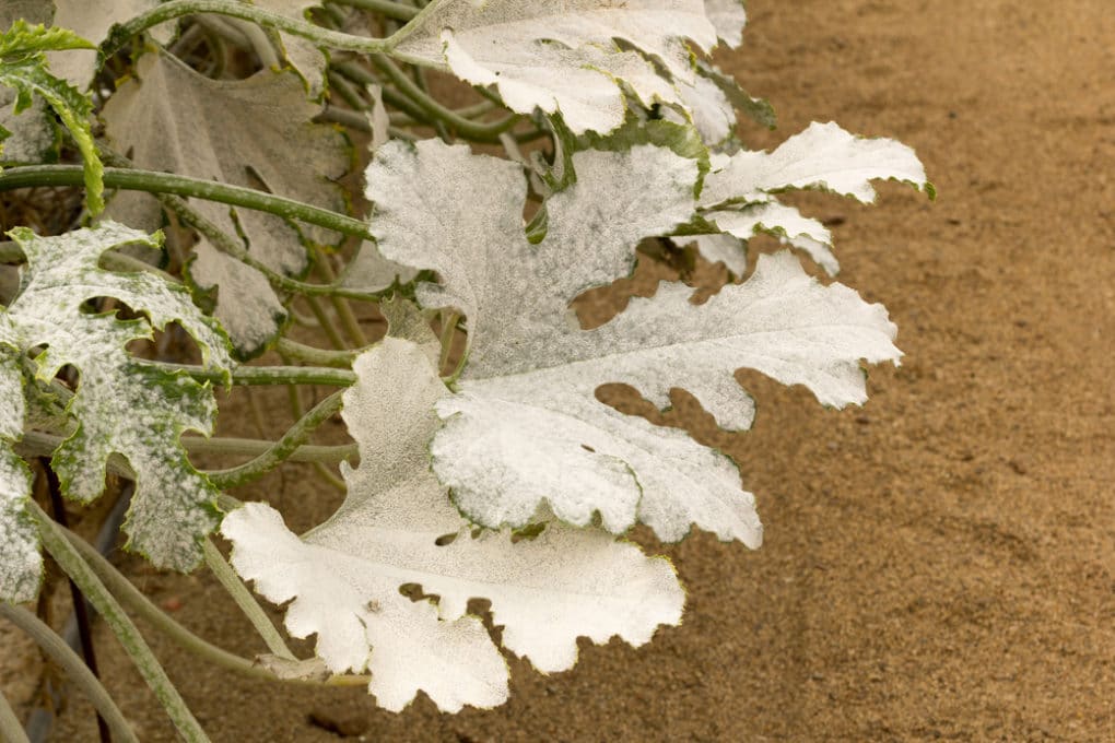 white-spots-on-your-zucchini-leaves-what-it-is-what-to-do