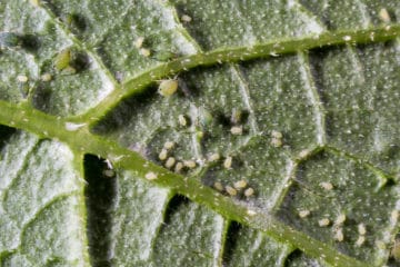 Common Zucchini Pests and How to Get Rid of Them - Garden.eco