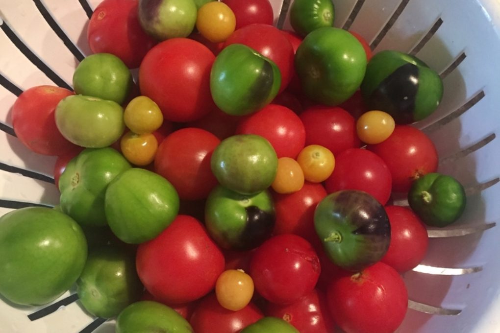 Are Tomatillos Tomatoes? » Same Family Different Fruit