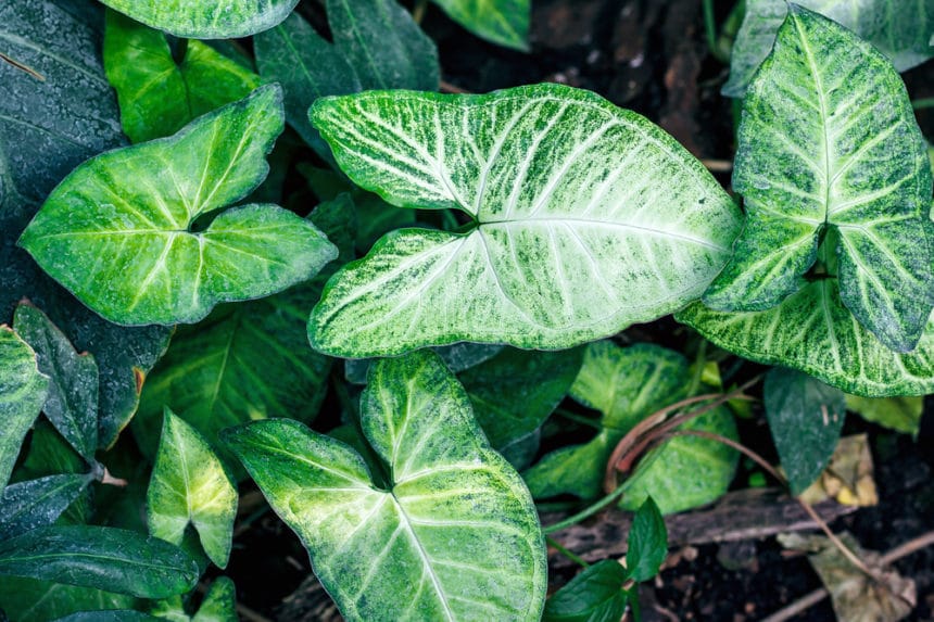 Arrowhead Plant Care Tips For Happy Healthy Plants