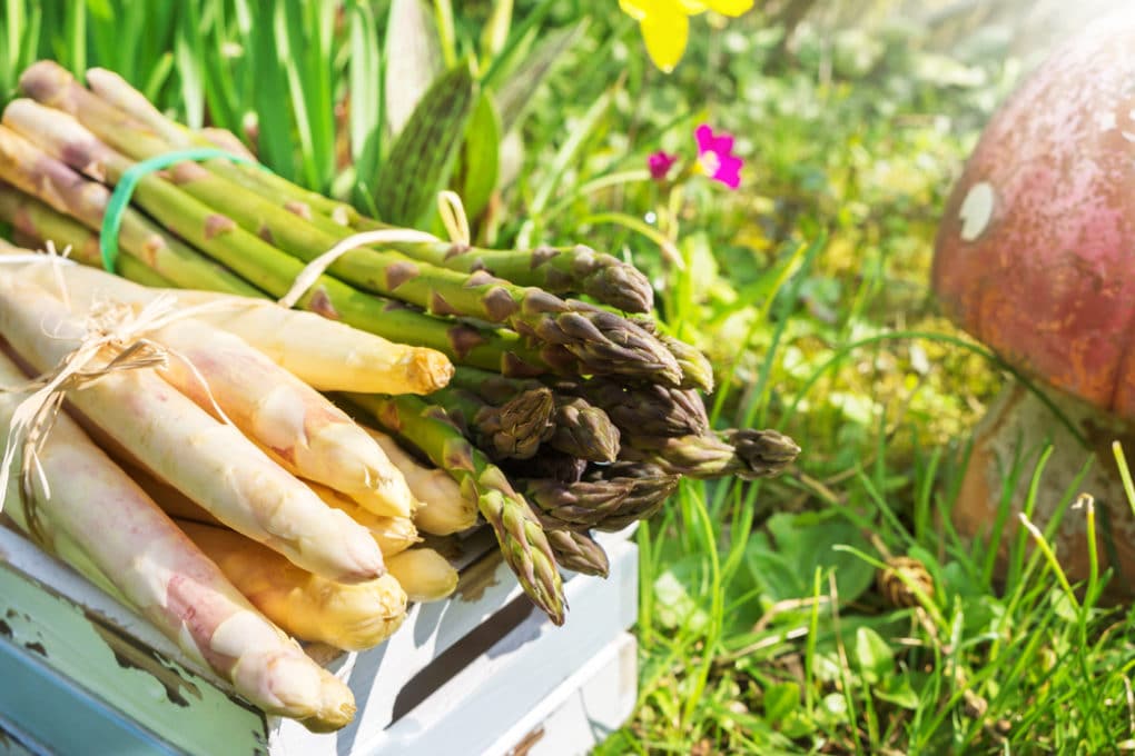 Asparagus Fertilizer » What, How & When to Feed