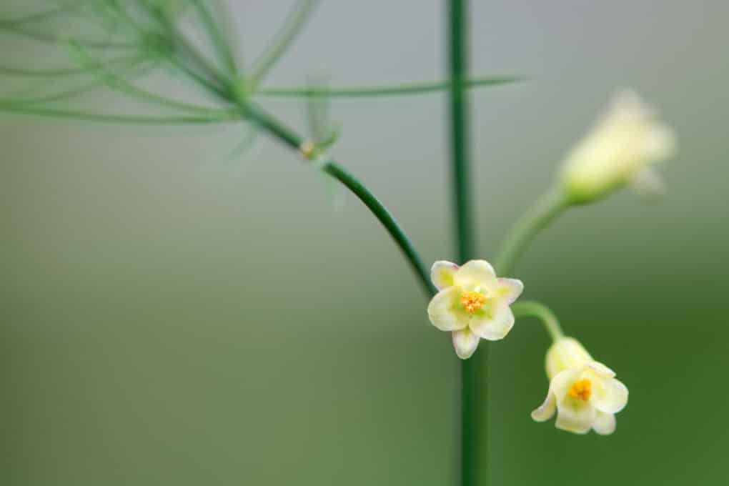 Asparagus Flower » More Than a Pretty Bloom