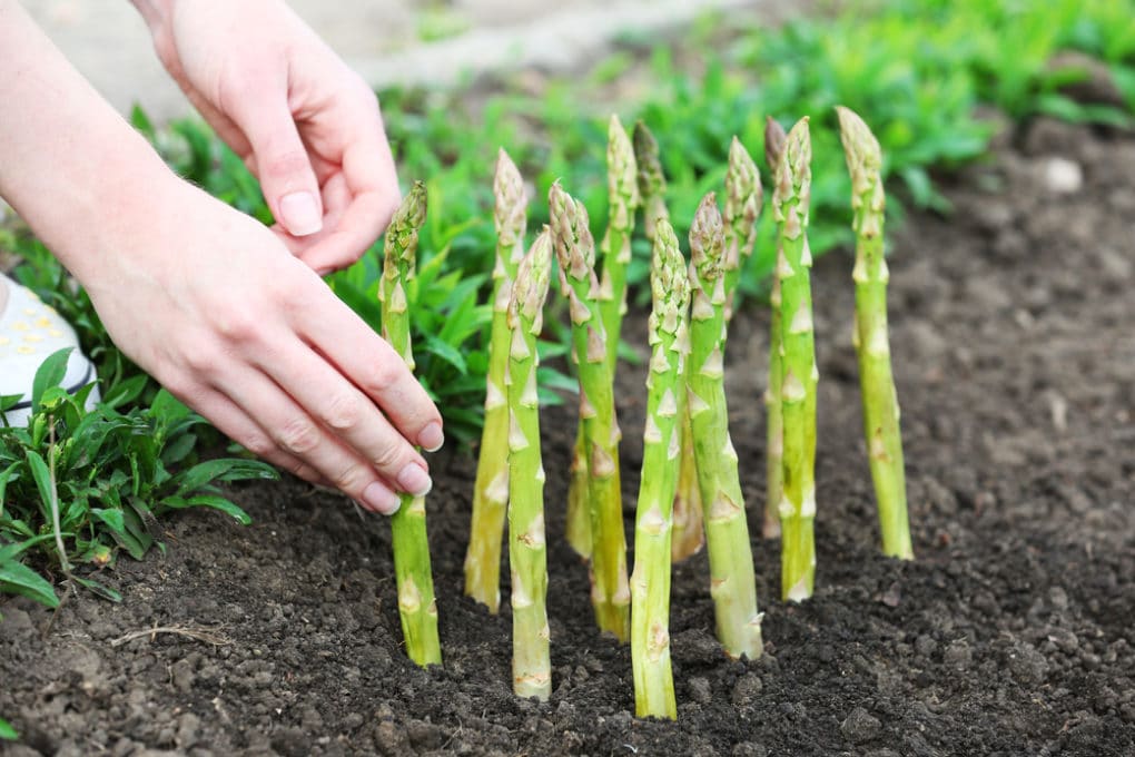 Asparagus Plant Care » Top Tips for Happy & Healthy Plants