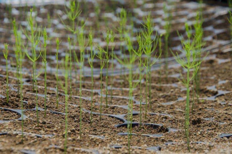 Asparagus Berries » Top Tips and Facts