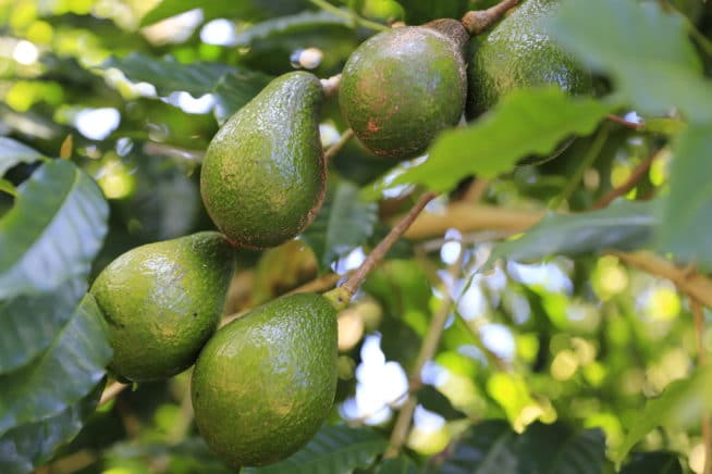 Avocado Tree Diseases » Tips on Identification & Control