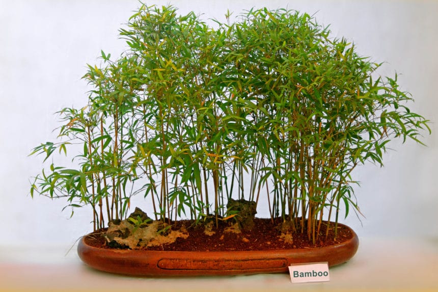 bamboo house plant