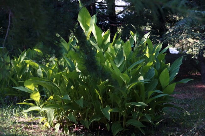 Bay Laurel Hedge » Top Growing Tips