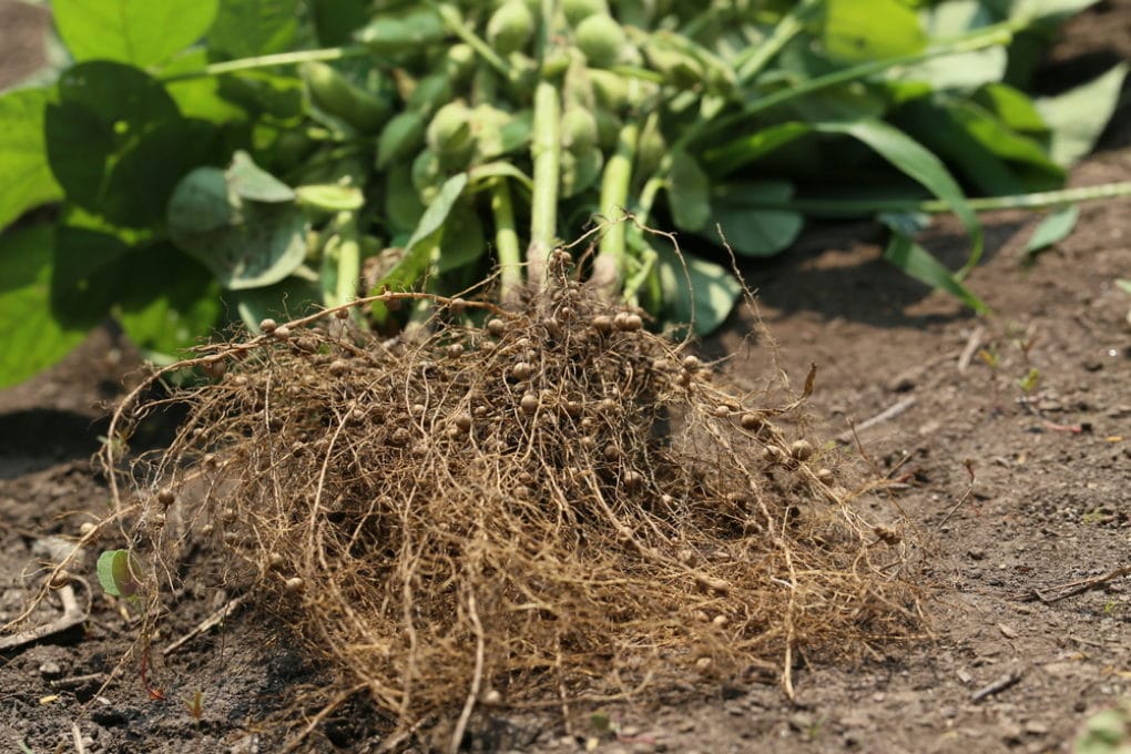 Bean Roots Everything You Need To Know