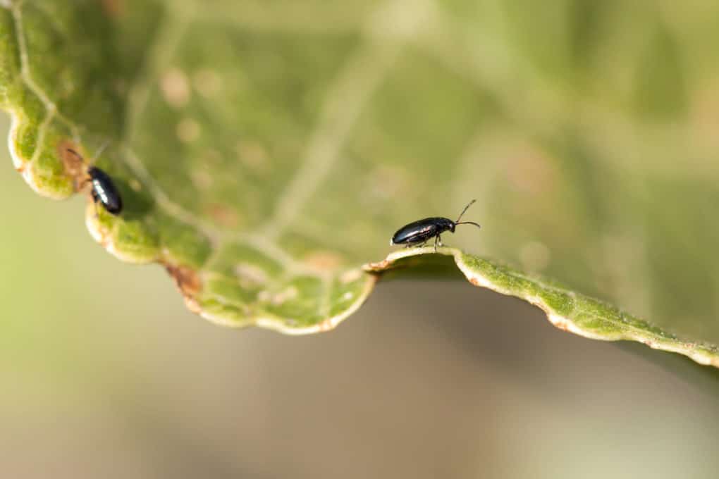 Black Bugs On Eggplant Leaves Yikes Top Control Tips