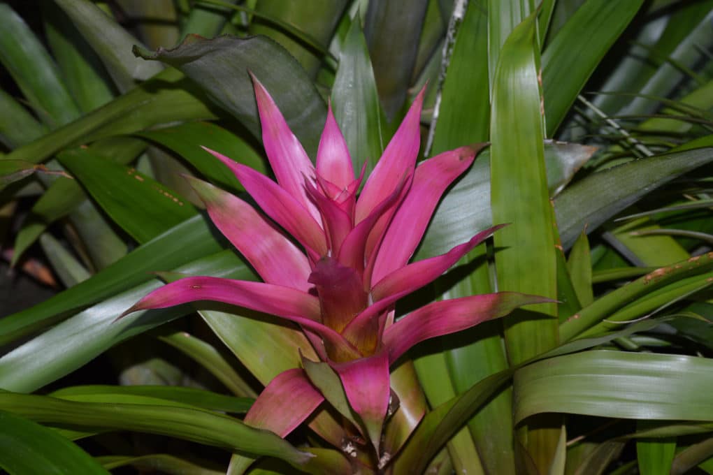 What is a Bromeliad? » All The Top Facts