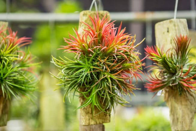 Bromeliad Facts » Everything You Need to Know