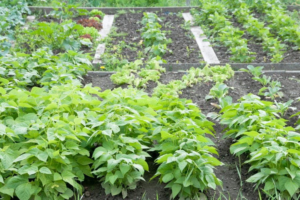 How far apart to plant green beans information