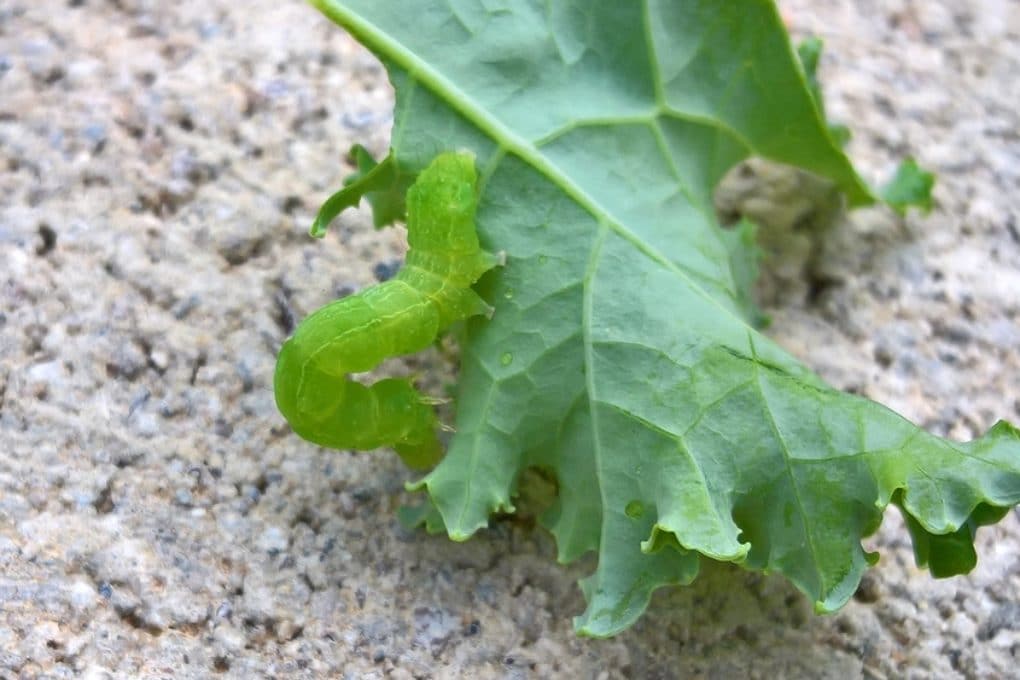 Cabbage Spacing Give Them Space To Breathe   Cabbage Looper 1020x680 