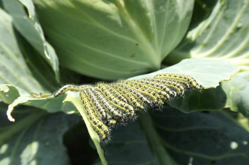 Cabbage Spacing Give Them Space To Breathe   Cabbage Pests 860x573 