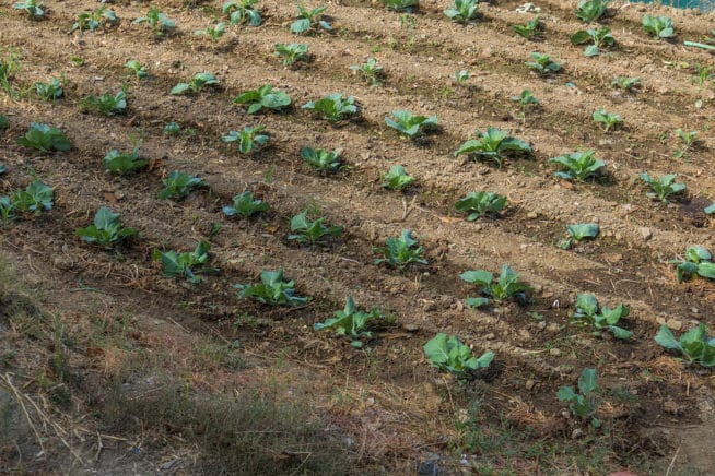 Growing Cabbage Top Tips To Grow Like A Champ