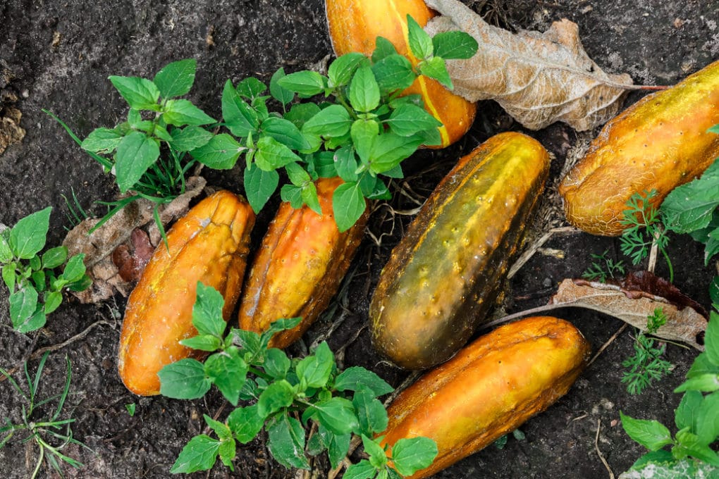 yellow-spots-on-cucumber-leaves-diagnosis-prevention-tips