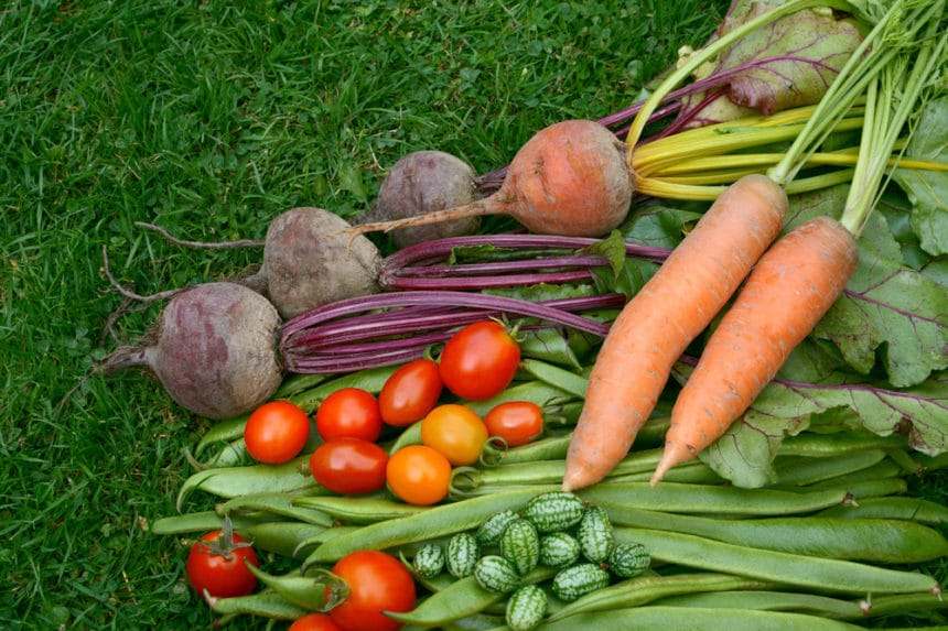 How Far Apart to Plant Carrots » Top Tips on Proper Spacing