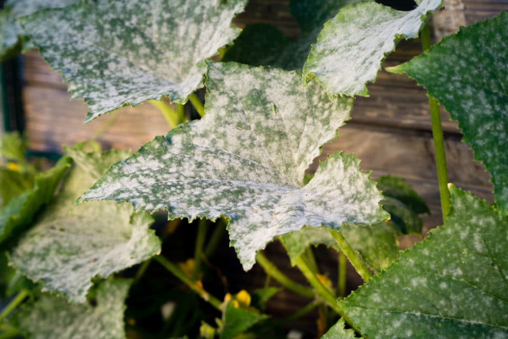 White Spots On Squash Leaves Not Always Fatal Gardeneco 8106