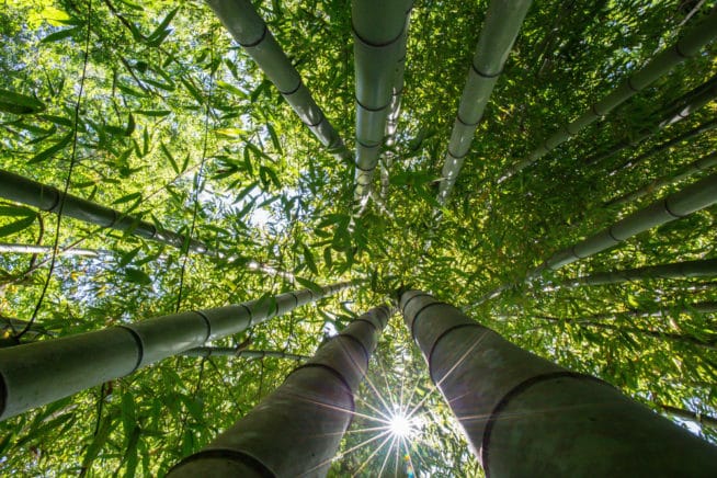 How Fast Does Bamboo Grow? » Pretty Fast!