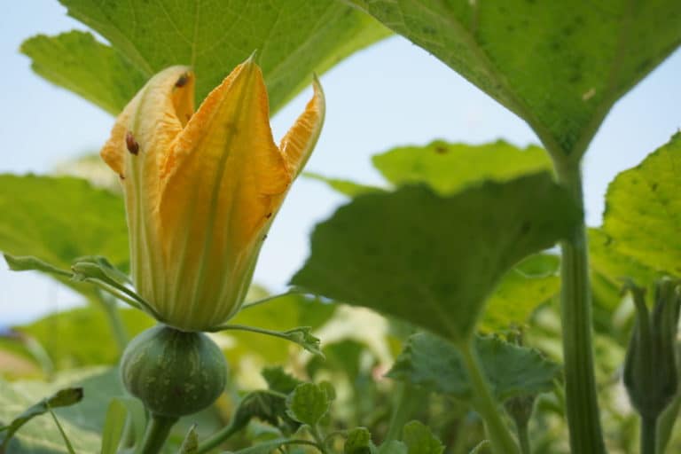 Pumpkin Growth Stages Know What to Expect and When