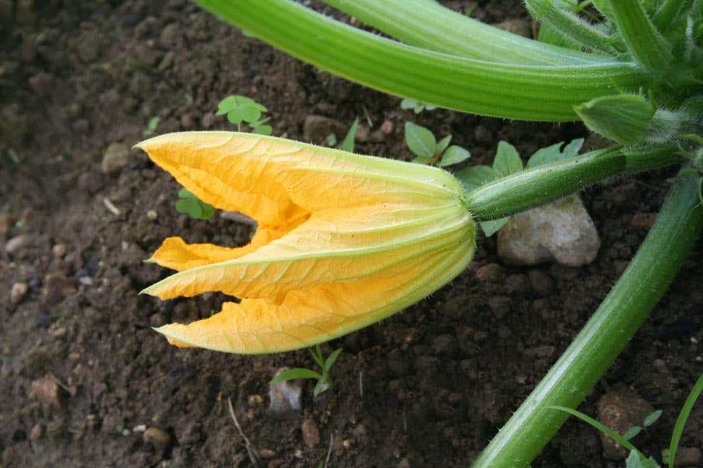 pumpkin-blossoms-more-than-just-a-flower-garden-eco