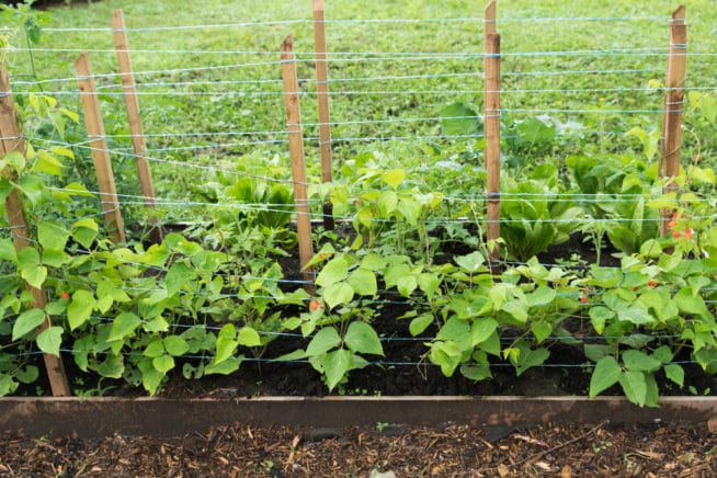 how-far-apart-to-plant-green-beans