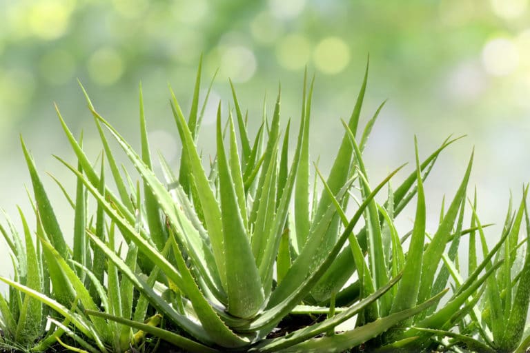 Repotting Aloe Vera Top Tips On How And Why 7433