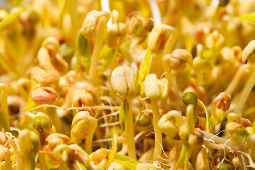 How To Grow Bean Sprouts The Right Way