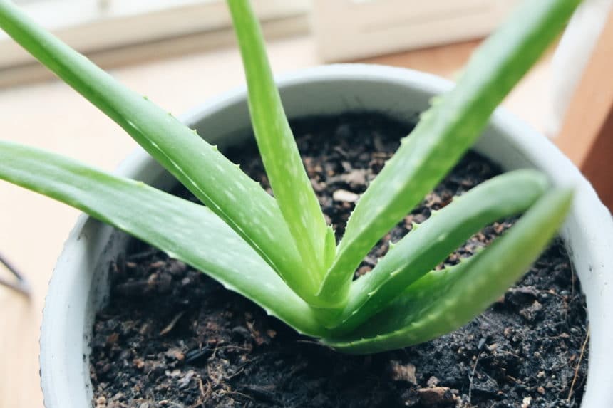 Repotting Aloe Vera Top Tips On How And Why 5090