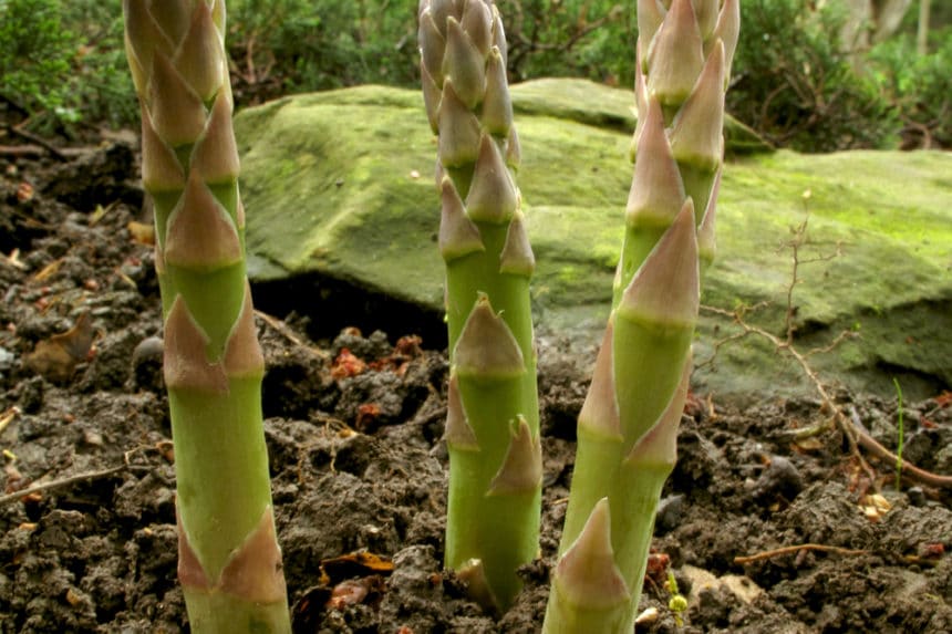 Growing Asparagus in Texas » Top Tips for Success