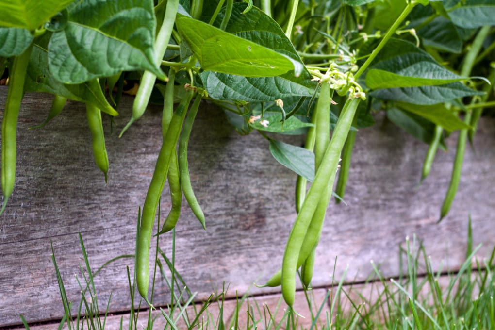 How far apart to plant pole beans Idea