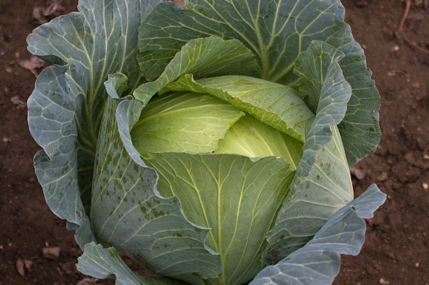 Cabbage Spacing » Give Them Space to Breathe