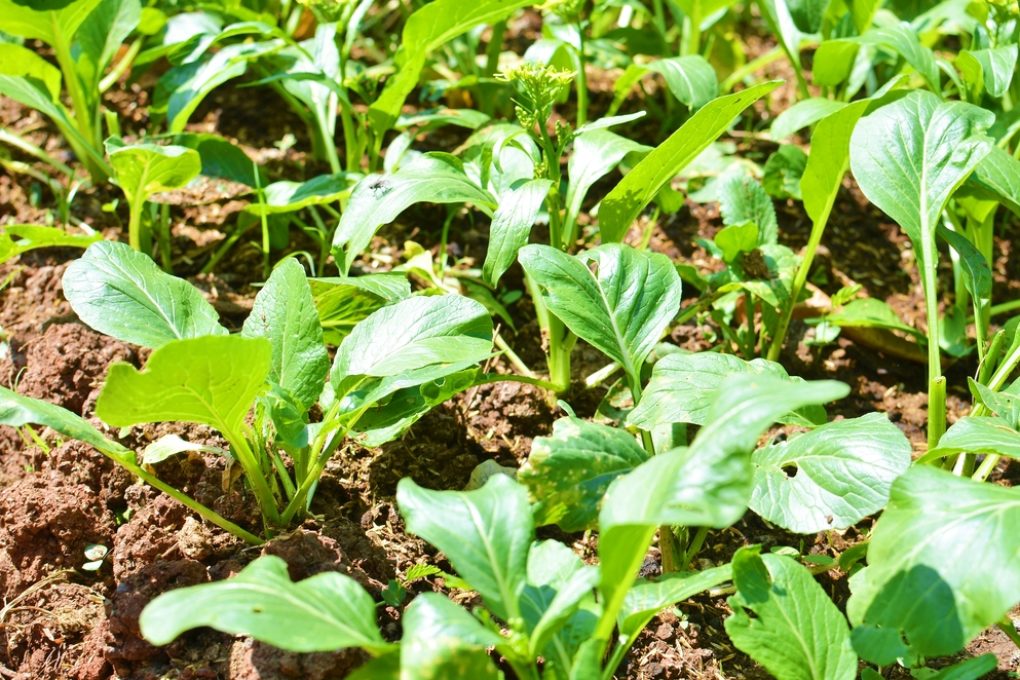 What Does A Mustard Plant Look Like? Your Guide to Identifying Mustard ...