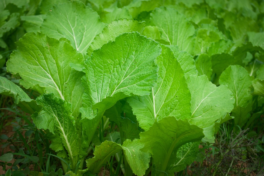 Growing Mustard All The Top Tips For Success