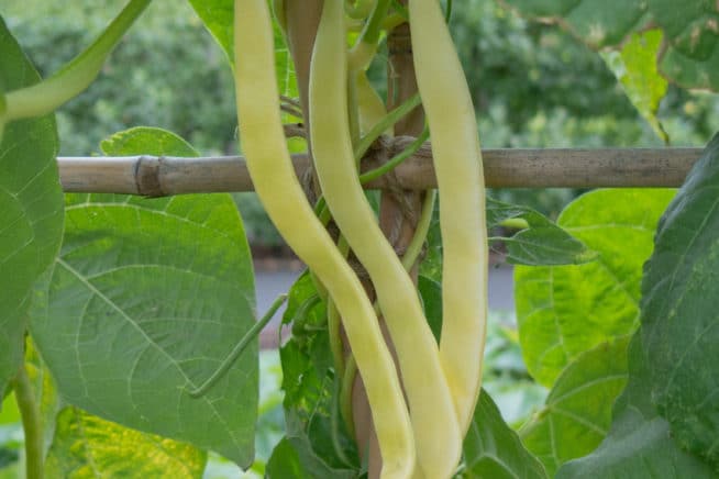 Pole Bean Supports » Top Tips on Options