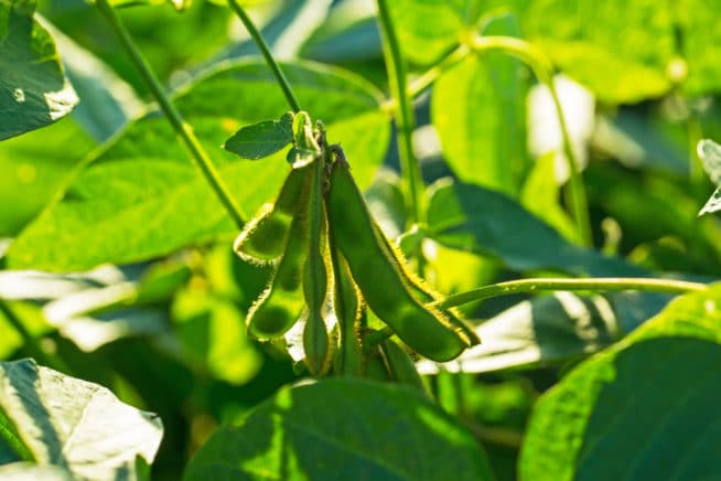 Where Are Most Soybeans Grown? - Garden.eco