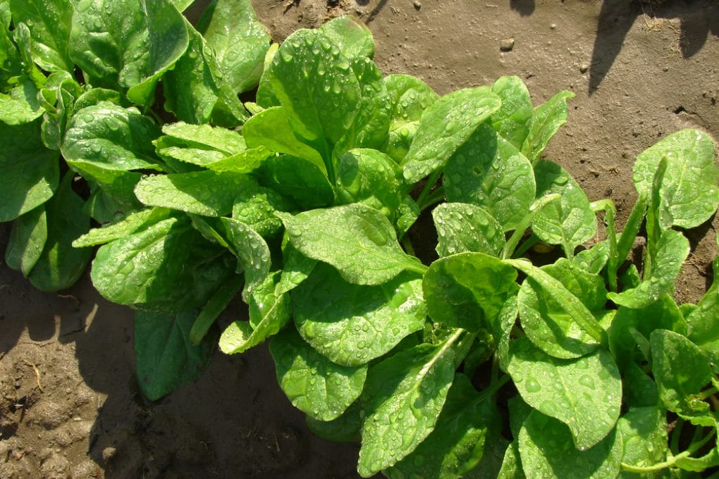 Spinach Bolting » Top Tips on Prevention