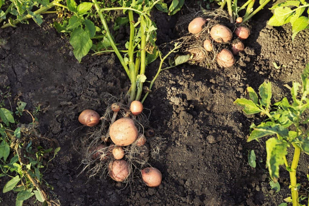 how-long-does-it-take-to-grow-a-potato-top-tips