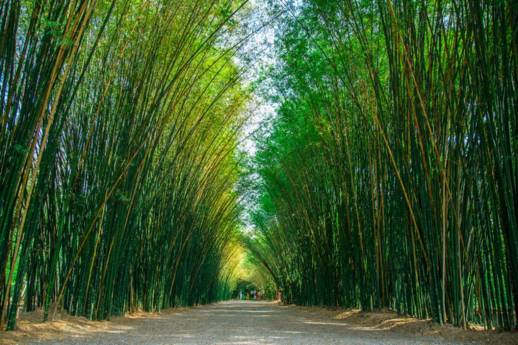 how tall can your bamboo palm plant grow factors that affect height