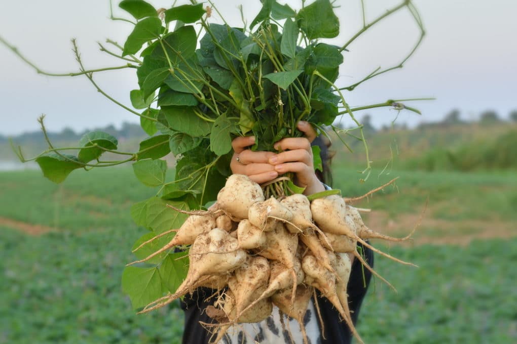 Where Does Jicama Grow? » All The Top Tips