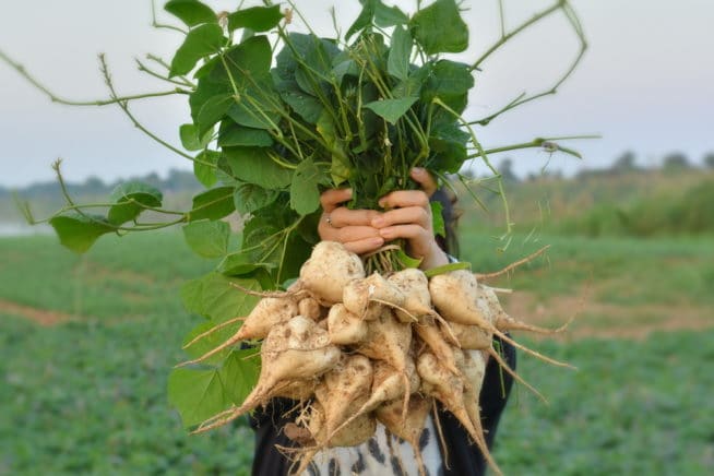 How To Grow Jicama » Tips To Channel Your Inner Farmer