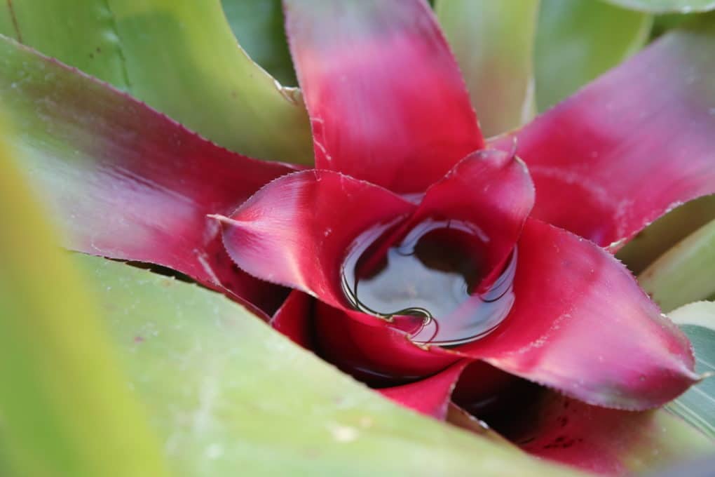 Bromeliad Care » Top Tips on Keeping Them Happy