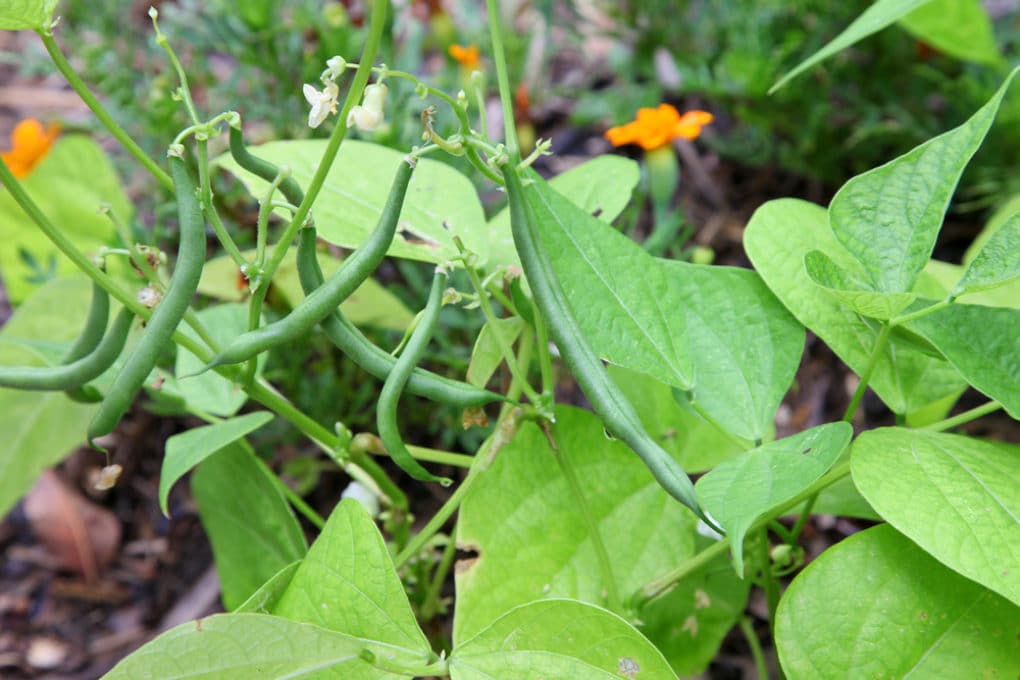 How to Grow Beans in a Bag Garden.eco