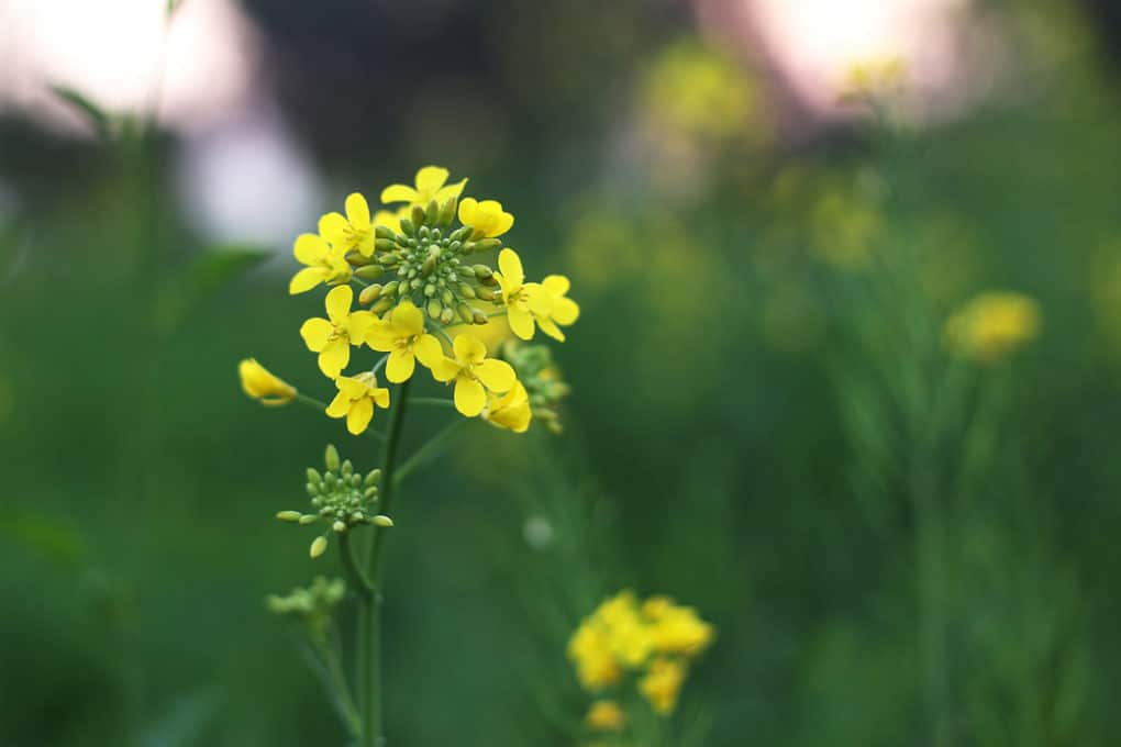 What Does A Mustard Plant Look Like? Your Guide to Identifying Mustard ...