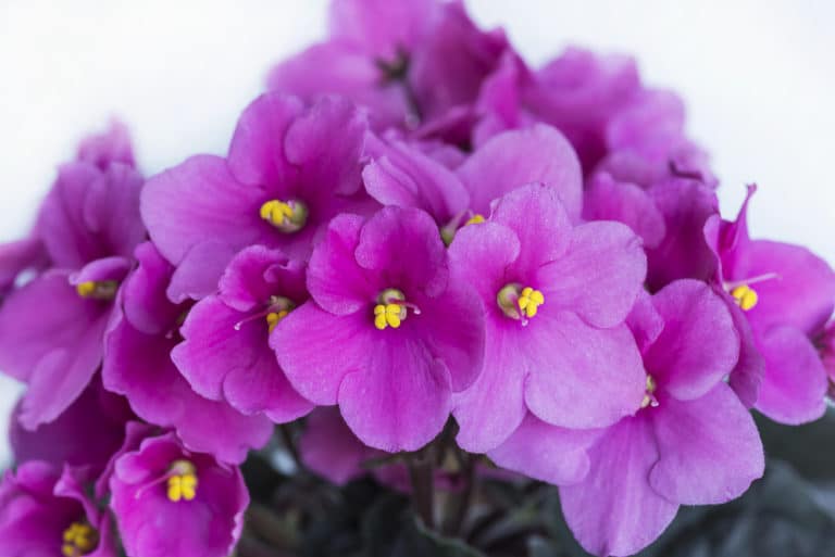 Transplanting African Violets the Right Way