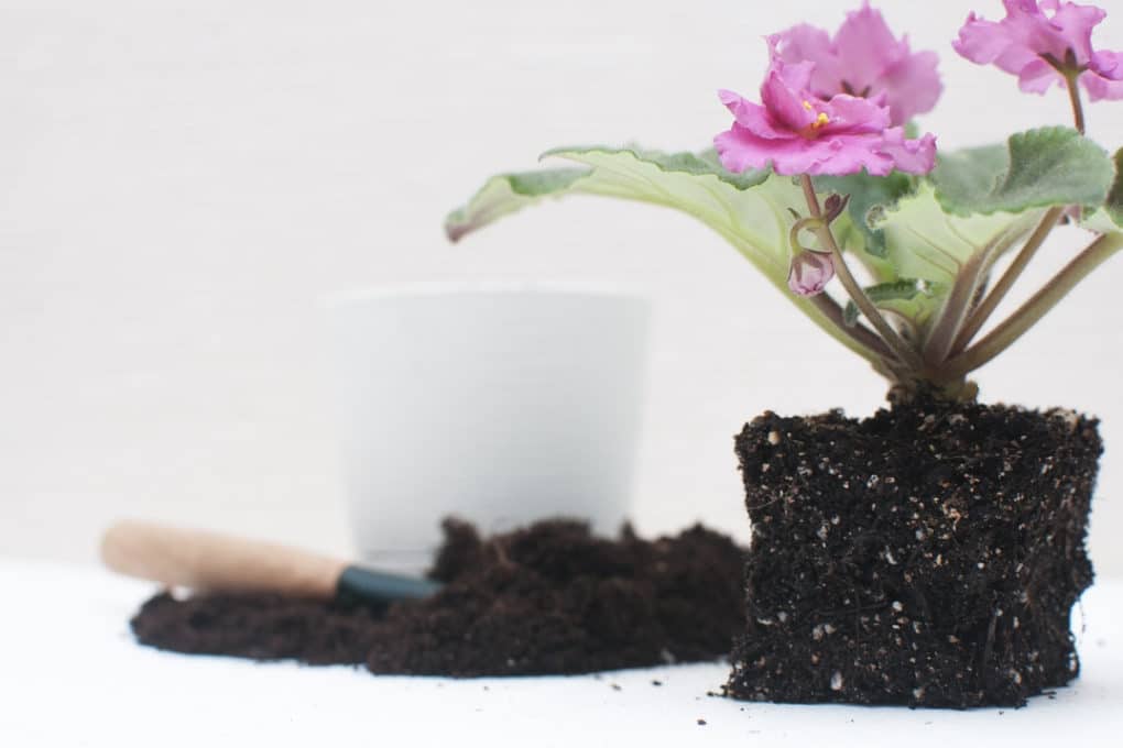 Transplanting African Violets The Right Way 