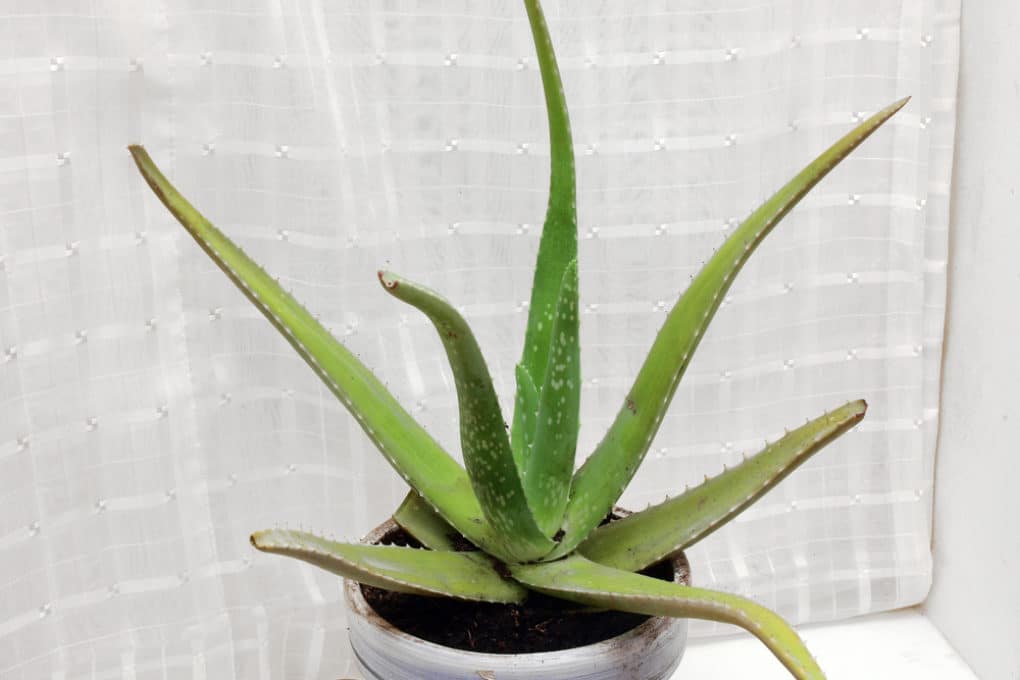 Repotting Aloe Vera Top Tips On How And Why 3810