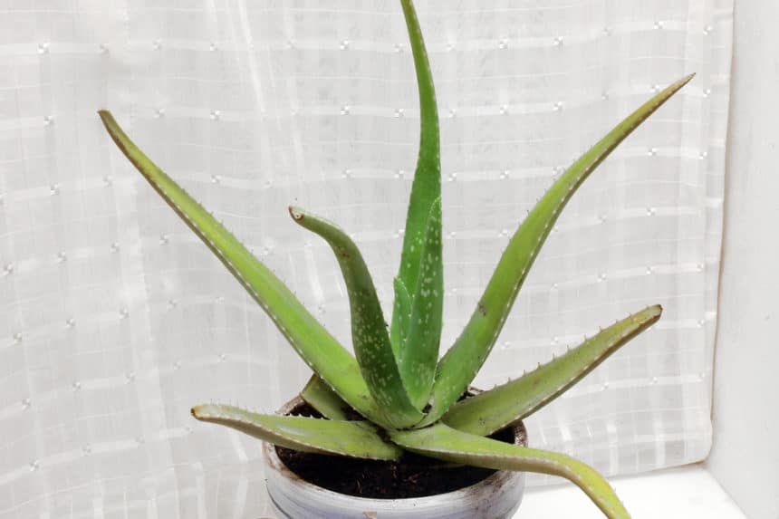 Aloe Vera Plant Care » Growing The Multifunctional Plant