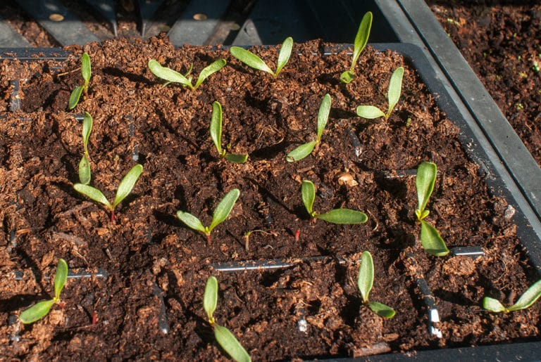 Spinach Plant Spacing » Top Tips for Best Growth